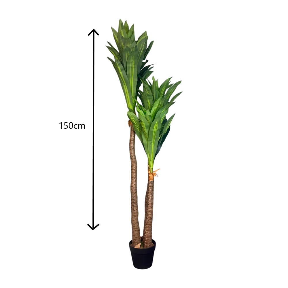 DRACENA EN MACETA X3